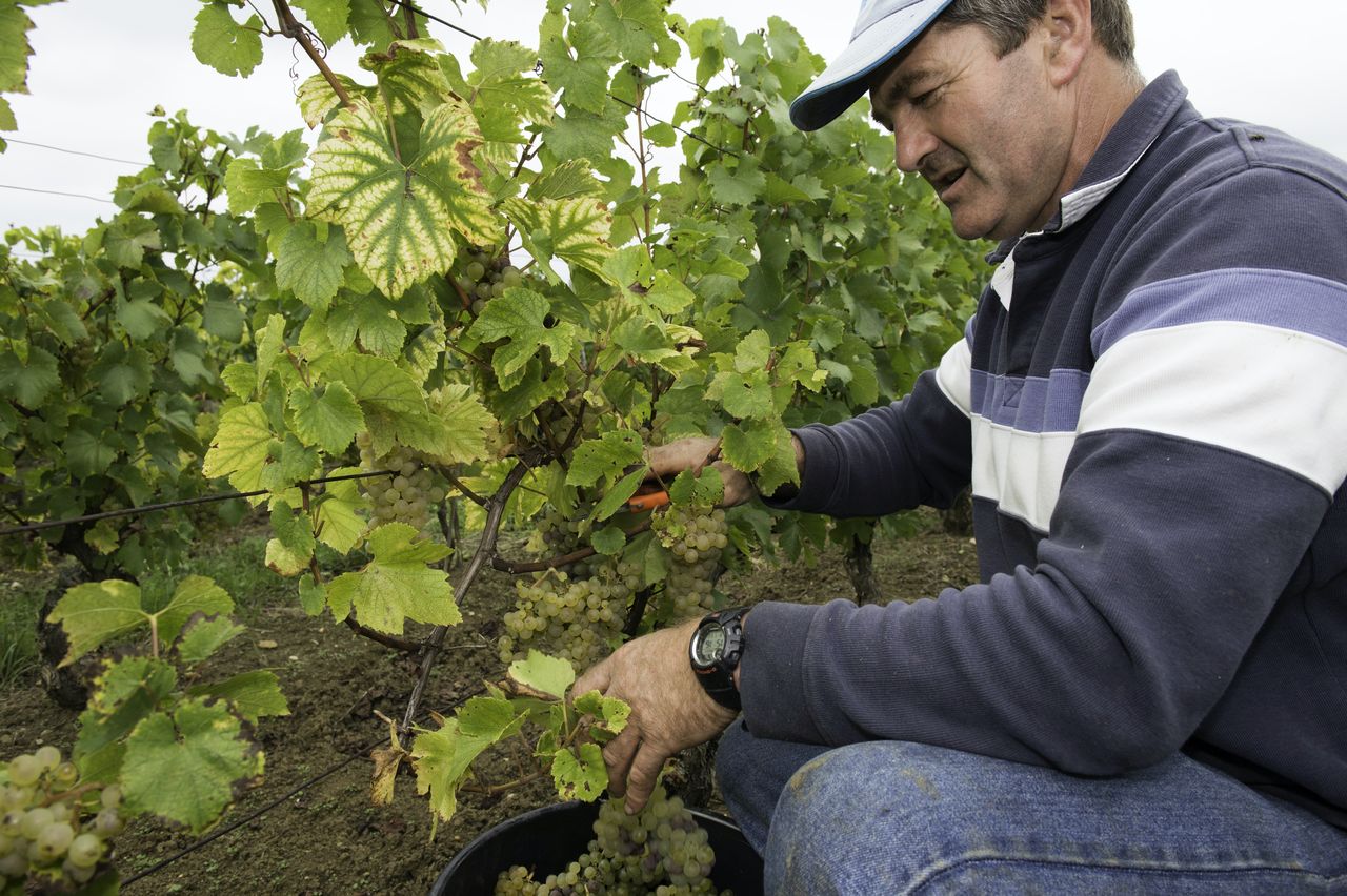 Vins Vigneron Denis Benoit DenisBenoit3